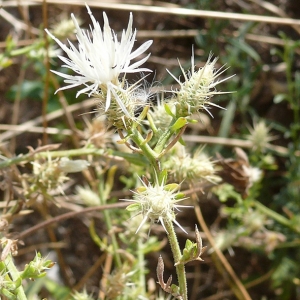 Photographie n°17227 du taxon Centaurea diffusa Lam. [1785]