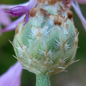 Photographie n°17231 du taxon Centaurea diluta Aiton [1789]