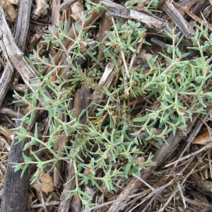 Photographie n°17233 du taxon Euphorbia sulcata Lens ex Loisel. [1828]