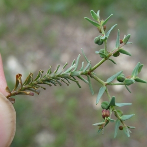 Photographie n°17234 du taxon Euphorbia sulcata Lens ex Loisel. [1828]