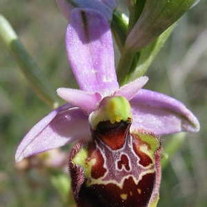 Photographie n°17242 du taxon Ophrys pseudoscolopax (Moggr.) Paulus & Gack [1999]