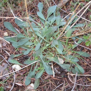 Photographie n°17245 du taxon Silene italica (L.) Pers. [1805]