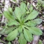  Bertrand BUI - Sixalix atropurpurea subsp. maritima (L.) Greuter & Burdet [1985]