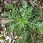  Bertrand BUI - Sixalix atropurpurea subsp. maritima (L.) Greuter & Burdet [1985]