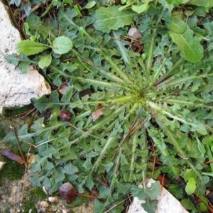 Photographie n°17253 du taxon Urospermum dalechampii (L.) Scop. ex F.W.Schmidt [1795]