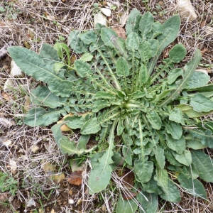 Photographie n°17255 du taxon Urospermum dalechampii (L.) Scop. ex F.W.Schmidt [1795]