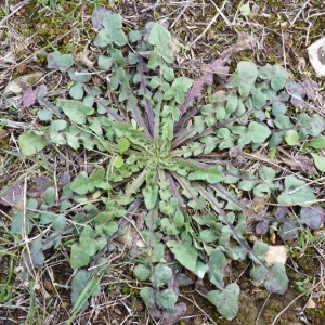 Photographie n°17256 du taxon Urospermum dalechampii (L.) Scop. ex F.W.Schmidt [1795]