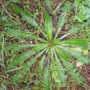 Photographie n°17269 du taxon Crepis vesicaria subsp. taraxacifolia (Thuill.) Thell. [1914]