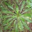 Bertrand BUI - Crepis vesicaria subsp. taraxacifolia (Thuill.) Thell. [1914]