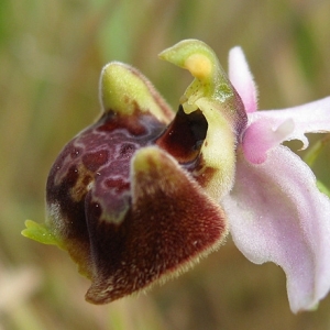 Photographie n°17277 du taxon Ophrys pseudoscolopax (Moggr.) Paulus & Gack [1999]