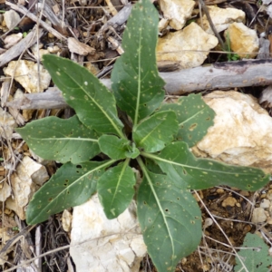 Photographie n°17281 du taxon Isatis tinctoria L. [1753]