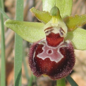 Photographie n°17284 du taxon Ophrys provincialis (Baumann & Künkele) Paulus [1988]