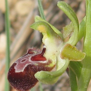 Photographie n°17285 du taxon Ophrys provincialis (Baumann & Künkele) Paulus [1988]