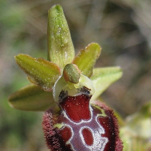 Photographie n°17286 du taxon Ophrys provincialis (Baumann & Künkele) Paulus [1988]