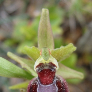 Photographie n°17287 du taxon Ophrys provincialis (Baumann & Künkele) Paulus [1988]