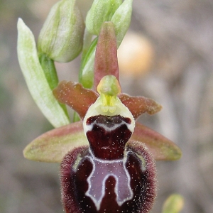 Photographie n°17289 du taxon Ophrys passionis Sennen [1926]