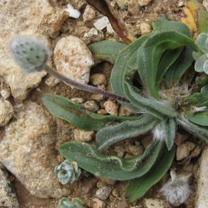 Photographie n°17290 du taxon Plantago lagopus L. [1753]