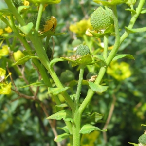 Photographie n°17292 du taxon Ruta chalepensis L. [1767]