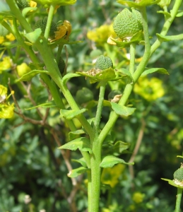 Bertrand BUI, le 11 mai 2009 (Marseille (Les Goudes))