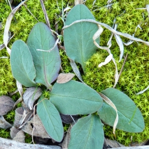 Photographie n°17293 du taxon Valeriana tuberosa L. [1753]