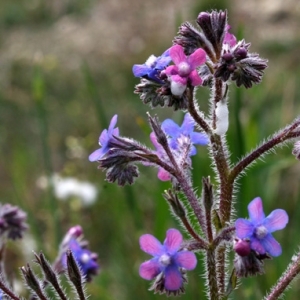 Photographie n°17294 du taxon Anchusa italica Retz. [1779]