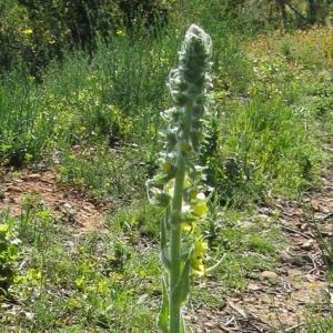 Photographie n°17310 du taxon Verbascum boerhavii L. [1767]