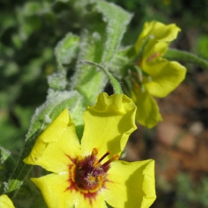 Photographie n°17311 du taxon Verbascum boerhavii L. [1767]