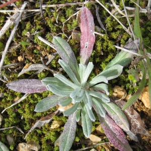 Photographie n°17312 du taxon Xeranthemum inapertum (L.) Mill. [1768]