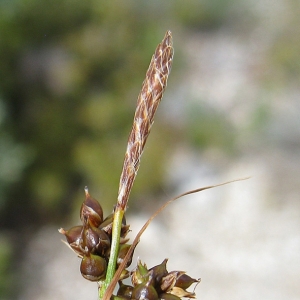 Photographie n°17313 du taxon Carex liparocarpos Gaudin [1804]