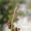  Bertrand BUI - Carex liparocarpos Gaudin [1804]