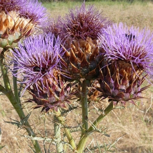 Photographie n°17314 du taxon Cynara cardunculus L. [1753]