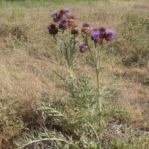 Photographie n°17315 du taxon Cynara cardunculus L. [1753]