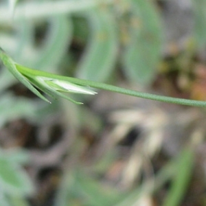 Photographie n°17316 du taxon Minuartia rostrata (Pers.) Rchb. [1842]