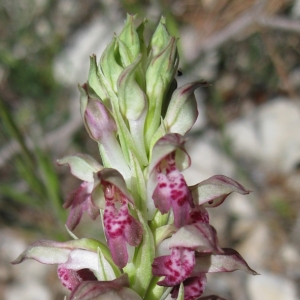 Photographie n°17320 du taxon Orchis coriophora subsp. fragrans (Pollini) K.Richt. [1890]