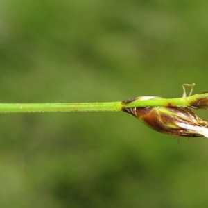 Photographie n°17328 du taxon Carex divisa Huds. [1762]