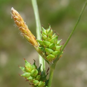 Photographie n°17329 du taxon Carex extensa Gooden. [1794]