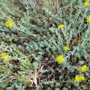 Photographie n°17332 du taxon Hypericum tomentosum L. [1753]