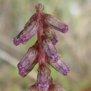 Photographie n°17336 du taxon Rumex bucephalophorus L. [1753]