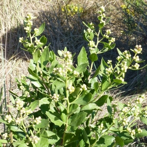 Photographie n°17342 du taxon Baccharis halimifolia L. [1753]