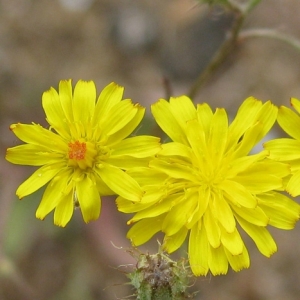 Photographie n°17347 du taxon Crepis micrantha Czerep. [1964]