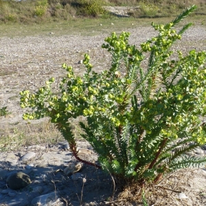 Photographie n°17350 du taxon Euphorbia paralias L. [1753]