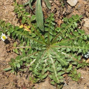 Photographie n°17351 du taxon Hyoseris scabra L. [1753]