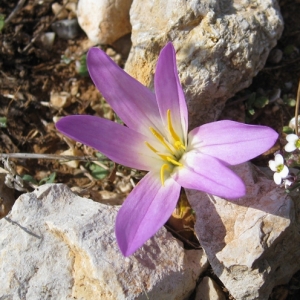 Photographie n°17358 du taxon Merendera filifolia Cambess. [1827]