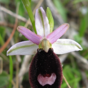 Photographie n°17359 du taxon Ophrys bertolonii Moretti [1823]