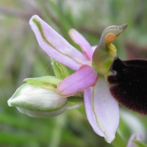 Photographie n°17360 du taxon Ophrys bertolonii Moretti [1823]