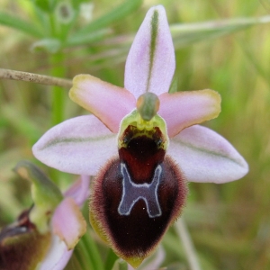 Photographie n°17362 du taxon Ophrys exaltata subsp. splendida (Gölz & Reinhard) R.Soca [2002]