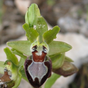 Photographie n°17364 du taxon Ophrys provincialis (Baumann & Künkele) Paulus [1988]