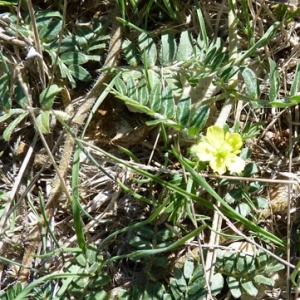 Photographie n°17377 du taxon Tribulus terrestris L.