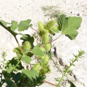 Photographie n°17381 du taxon Xanthium italicum Moretti [1822]