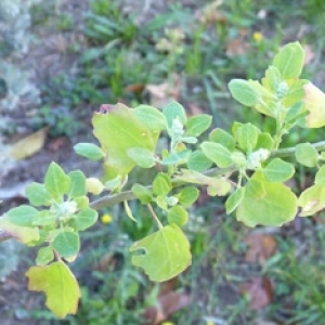 Photographie n°17382 du taxon Chenopodium opulifolium Schrad. ex W.D.J.Koch & Ziz [1814]